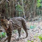 cientificos-argentinos-realizaron-el-mayor-relevamiento-mundial-del-ocelote