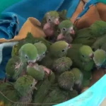 gobernacion-decomisa-30-aves-comercializadas-en-la-feria-barrio-lindo