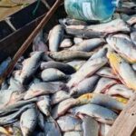 numeros-que-impresionan:-mas-de-23.000-peces-decomisados-por-pesca-ilegal-en-santa-fe