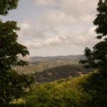 deforestacion:-la-commission-europeenne-veut-assouplir-sa-loi-phare,-apres-avoir-repousse-plusieurs-fois-sa-mise-en-oeuvre