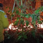 cuatro-municipios-concentran-los-incendios-activos-en-santa-cruz
