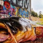 multaran-a-los-pescadores-que-no-sacrifiquen-a-una-especie-invasora