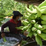 gremio-bananero-de-magdalena-y-la-guajira-pide-prudencia-en-la-crisis-con-estados-unidos-y-advierte-riesgo-para-el-empleo-rural-del-caribe