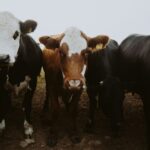 us-downplays-purchase-of-argentine-beef-due-to-alleged-‘foot-and-mouth-disease’