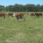 manejo-irregular-de-animales-en-republica-ganadera:-caravanas-colocadas-a-la-fuerza-y-​​una-misma-caravana-traspasada-cinco-veces