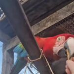 guacamaya-“julieta”-fue-trasladada-a-asuncion-tras-recibir-un-disparo-de-arma-de-fuego