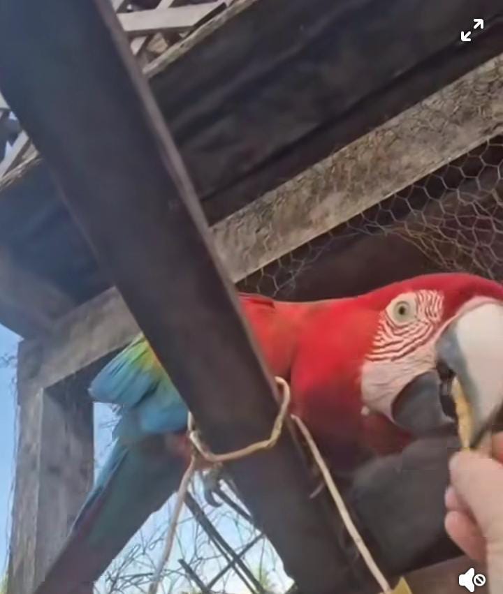 guacamaya-“julieta”-fue-trasladada-a-asuncion-tras-recibir-un-disparo-de-arma-de-fuego