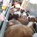 la-reaccion-de-la-federacion-rural-tras-la-deteccion-en-china-de-carne-uruguaya-con-residuos-de-garrapaticida