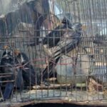 rescatan-18-aves-autoctonas-del-trafico-ilegal-entre-catamarca-y-mendoza