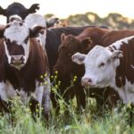 carne:-nuevo-cupo-de-exportacion-a-eeuu-abre-un-negocio-de-u$s300-millones-y-reposiciona-al-pais-en-el-mercado