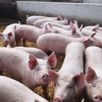 el-senasa-aprobo-un-nuevo-plan-nacional-para-erradicar-la-enfermedad-de-aujeszky-en-todo-el-pais