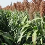 evaluan-condiciones-sanitarias-para-exportar-sorgo-a-china