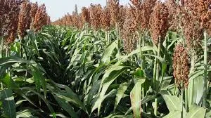 evaluan-condiciones-sanitarias-para-exportar-sorgo-a-china