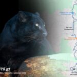 buscan-un-jaguar-melanico-que-desaparecio-en-san-juan-sacatepequez:-esto-se-sabe