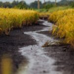 los-productores-de-arroz-en-una-montana-rusa-peligrosa.