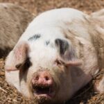 ¡ndi-barbaro!-roban-un-lechon-que-era-ofrecido-como-premio-en-una-rifa