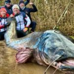 un-pique-increible:-pescaron-el-siluro-mas-grande-del-mundo