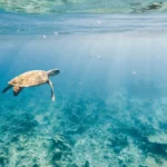 guerras-del-agua:-como-america-latina-se-convirtio-en-el-campo-de-batalla-mundial-del-bono-azul