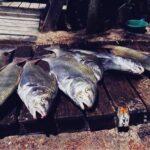 se-protege-a-la-corvina-negra-y-se-impide-su-extraccion-tanto-en-rios-como-en-arroyos-costeros