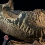 encuentran-en-eeuu.-las-momias-de-dinosaurios-mejor-conservadas-del-mundo
