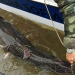 vedan-la-pesca-del-surubi-por-60-dias-en-santa-fe