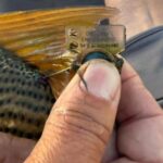 dorados,-pacues-y-surubies:-historias-de-peces-que-recorren-cientos-de-kilometros 