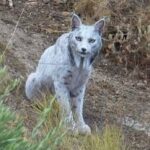 encuentran-por-primera-vez-un-ejemplar-de-lince-iberico-blanco-en-jaen
