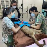 rescatan-a-cachorro-de-puma-en-katuete