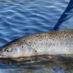 novedades-de-cara-a-la-incipiente-temporada-de-pesca-en-el-sur
