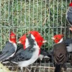 rescatan-aves-del-trafico-ilegal-y-las-trasladan-a-un-centro-de-recuperacion-en-san-luis
