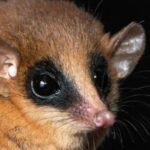 descubren-una-nueva-especie-de-marsupial-en-los-andes-peruanos