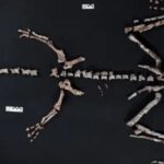uno-de-los-dinosaurios-mas-antiguos-del-mundo-descubierto-en-argentina