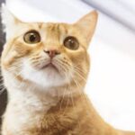 hambre-en-cordoba:-vecinos-denuncian-que-sus-gatos-domesticos-desaparecen-y-son-consumidos