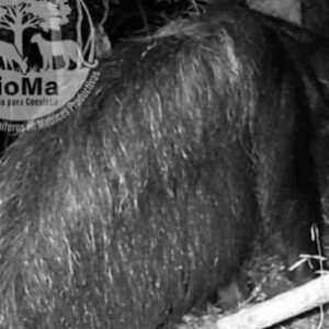 tras-casi-40-anos-de-ausencia,-avistan-a-un-oso-hormiguero-fuera-del-ibera
