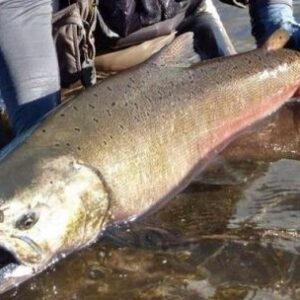 es-ley:-el-salmon-chinook-fue-declarado-especie-invasora