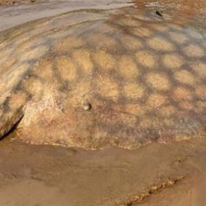 avanza-el-marcado-de-la-raya-gigante-del-parana