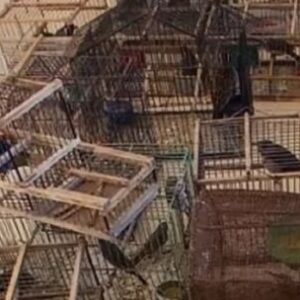 secuestran-aves-autoctonas-y-desarman-una-red-vinculada-a-carreras-de-galgos