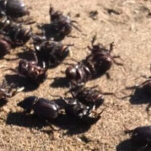 cientificos-argentinos-redefinen-la-evolucion-de-los-escarabajos-en-america-del-sur