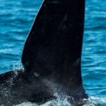 la-ballena-franca-del-atlantico-norte-avanza-en-su-lucha-por-no-desaparecer