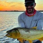 un-dorado-record:-3-capturas-en-menos-de-un-mes-y-mas-de-500-km-de-viaje