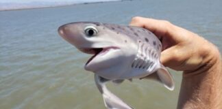 San Clemente, único lugar de cría del tiburón gatopardo en la costa san-clemente,-unico-lugar-de-cria-del-tiburon-gatopardo-en-la-costa