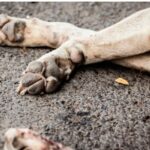denuncian-muerte-de-varios-perros-en-los-alrededores-de-la-municipalidad-de-yby-yau
