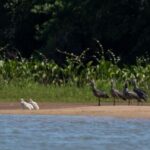 buscan-proteger-a-las-colonias-de-aves-autoctonas-en-entre-rios