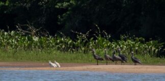 Buscan proteger a las colonias de aves autóctonas en Entre Ríos buscan-proteger-a-las-colonias-de-aves-autoctonas-en-entre-rios