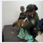 veterinarios-examinan-al-perrito-con-el-que-se-entrego-el-hombre-senalado-de-brutal-golpiza-a-un-canino,-causando-indignacion-en-el-pais