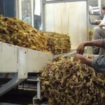 la-multinacional-alliance-one-cerro-su-planta-de-acopio-y-despidio-a-115-trabajadores