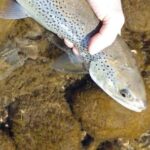 truchas:-asi-se-pesca-en-la-temporada-2025/2026