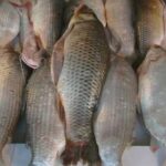 entre-rios-fija-cupo-para-la-pesca-de-sabalo-y-endurece-restricciones
