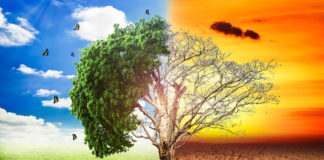 La tierra respira en siglos: siente el pulso, no el pánico.