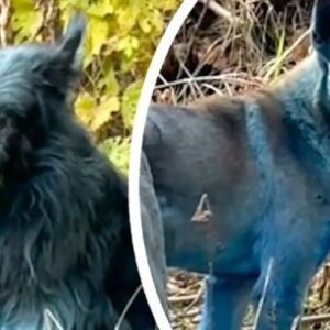 mira-a-los-perros-completamente-azules-que-aparecieron-en-chernobil